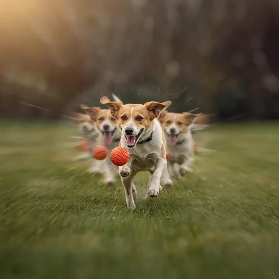 7 essential camera settings for pet photos IMG05