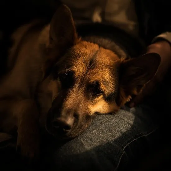 7 things to expect with german shepherds IMG06