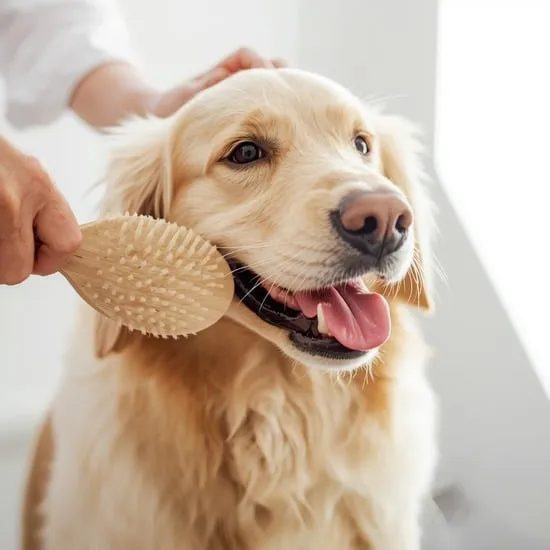 how to give your dog a haircut IMG06