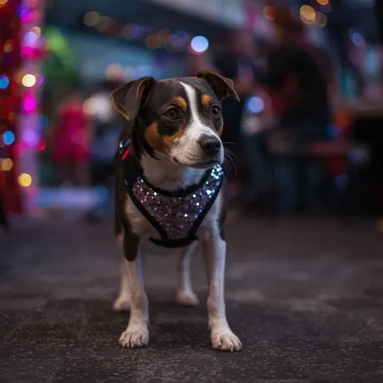 12 new year eve dog outfit ideas IMG07