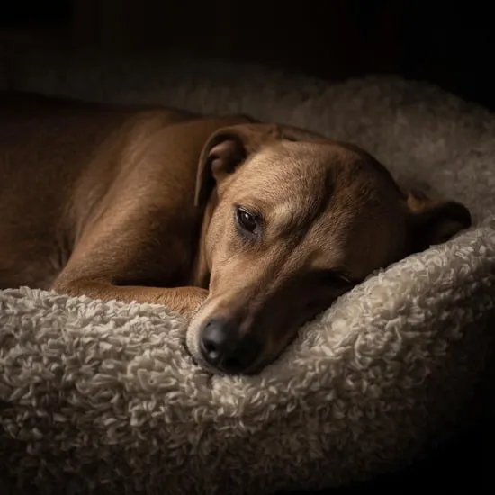 9 signs a dog is dying IMG08