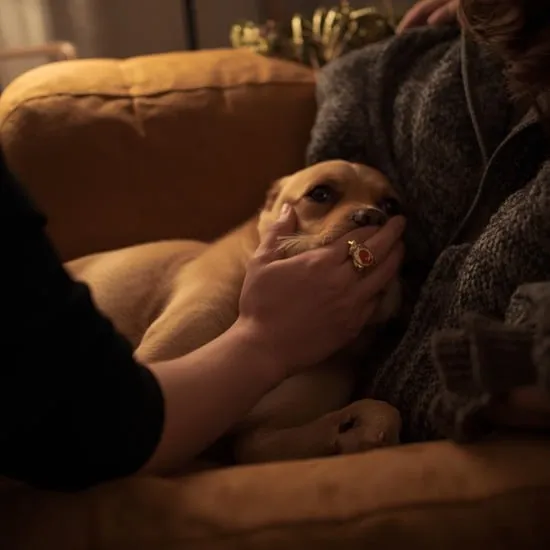 10 ways to celebrate holiday with your dog IMG10