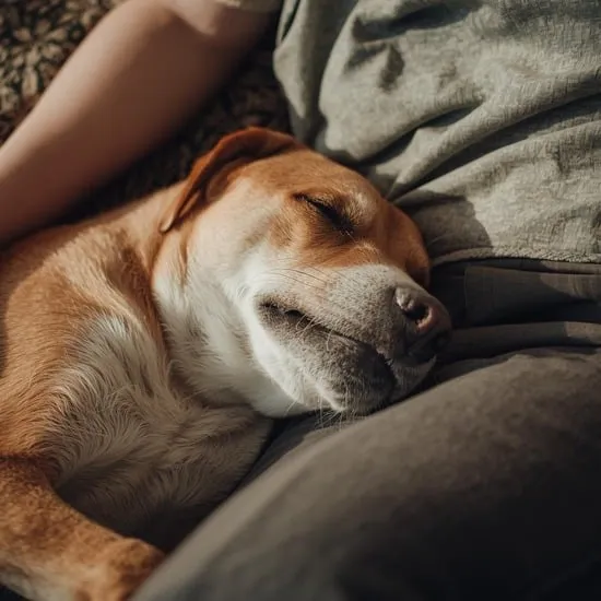 top 10 happiest dog breed IMG01