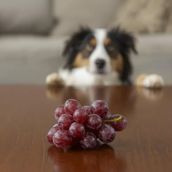 what happens when you give grapes to your dog IMG02