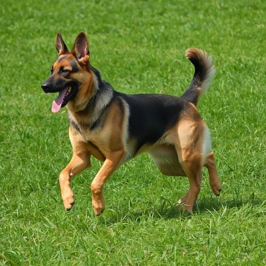 german shepherd care guide tips for new owners IMG02