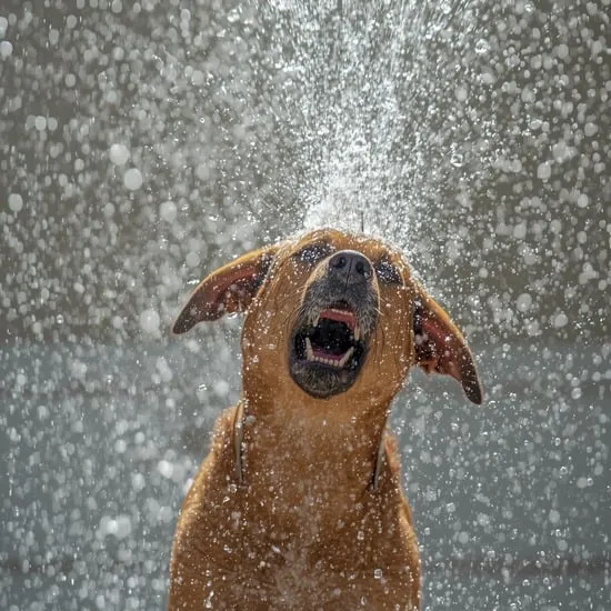 how to get water out of dogs ear IMG02