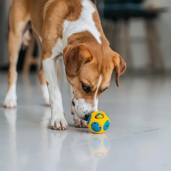 7 step to teaching your dog to pick up his toy IMG02