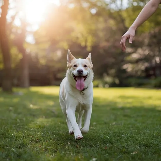 8 hand signals for dog IMG03
