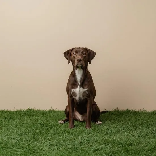 8 tips for better pet photo IMG04