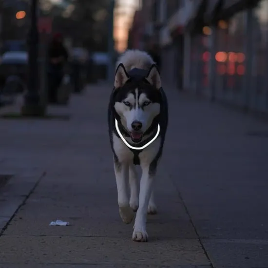 12 best collar for a husky IMG04