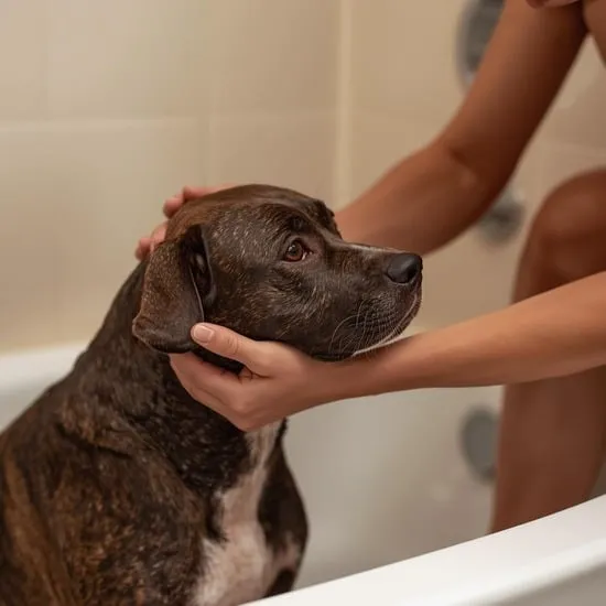 7 expert dog bathing tips IMG05