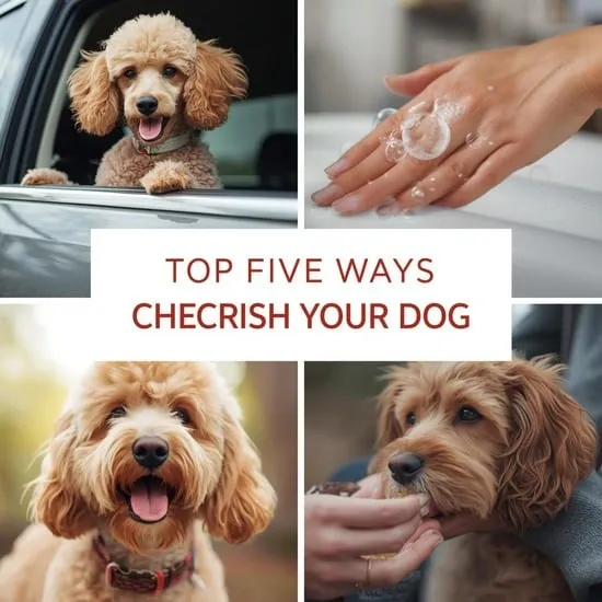how to stop dog whining and crying at night IMG06