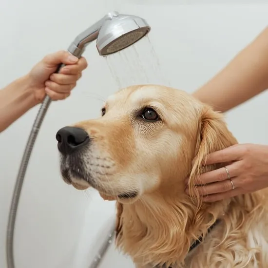 how to get water out of dogs ear IMG07