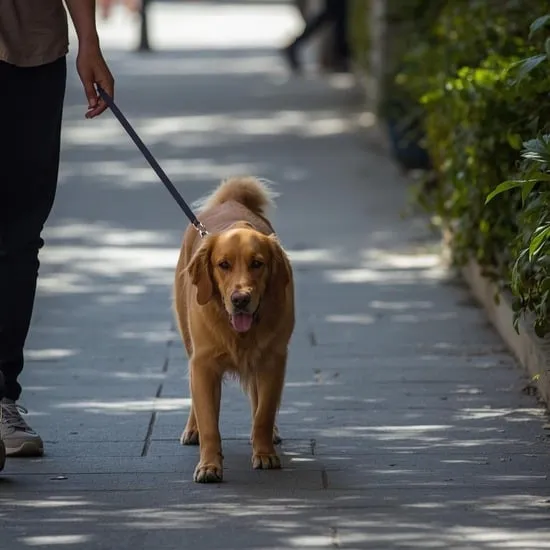 how to teach a dog to heel IMG07