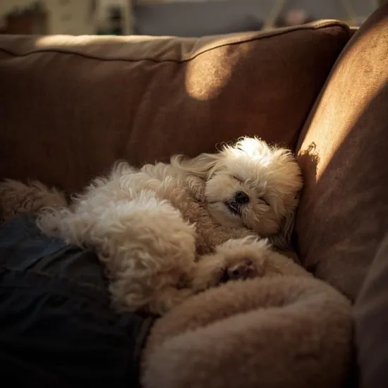 7 reasons shih poos are aggressive IMG08