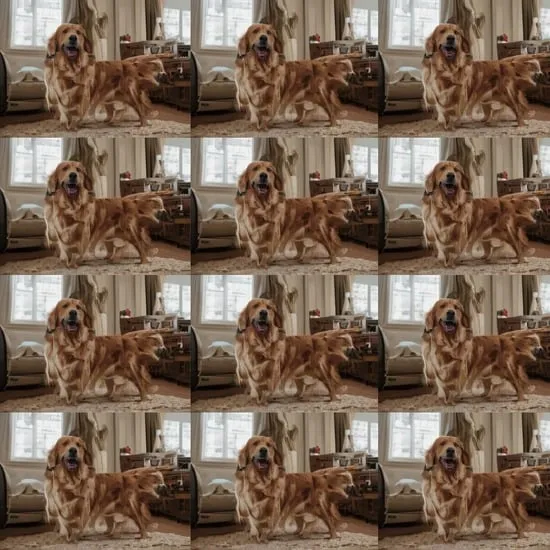 8 tips for better pet photo IMG08