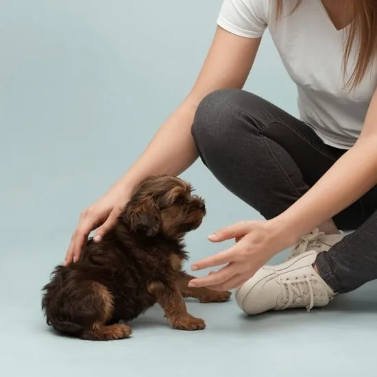 9 ways to discipline a havanese puppy IMG08