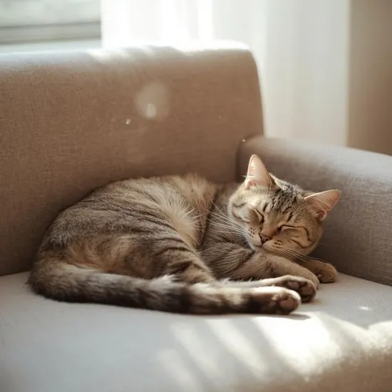 how to calm your cat before trimming their nails IMG01