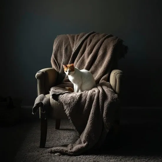how to calm your cat before trimming their nails IMG02