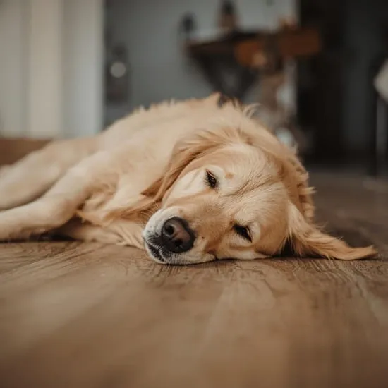10 basic dog commands you have to try unless you love chaos IMG04