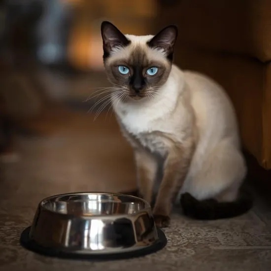 12 mistakes siamese cat owners make and how to avoid them IMG05