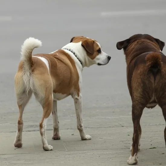 dog behavior problems and solutions IMG05