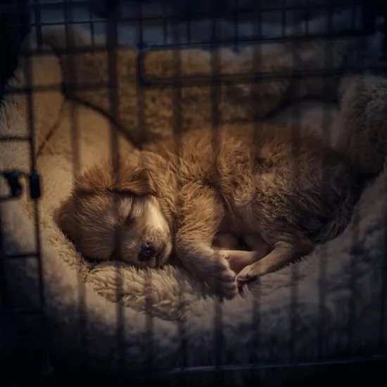puppy training schedule the ultimate guide to raising a well behaved pup IMG07