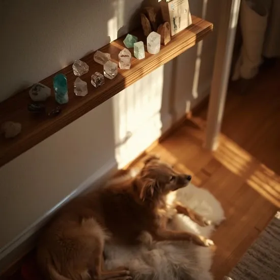 6 healing crystals for dogs boost your pups energy and wellness IMG07