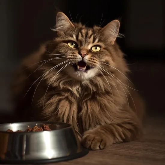 homemade cat food healthy recipes IMG07