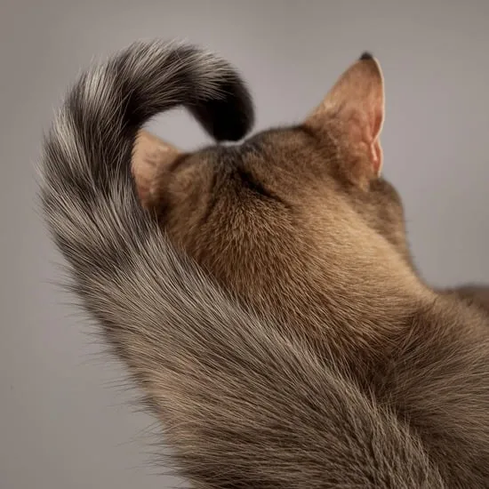 18 way to make your cat life amazing IMG14