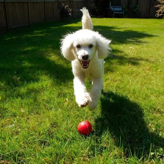 20 facts about poodles that prove theyre the smartest and floofiest dogs around IMG16