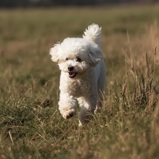 20 facts about poodles that prove theyre the smartest and floofiest dogs around IMG17