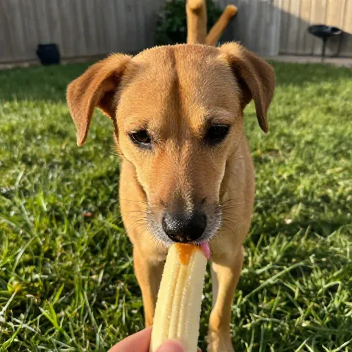 10 Frozen Dog Treat Recipes for Hot Summer Days